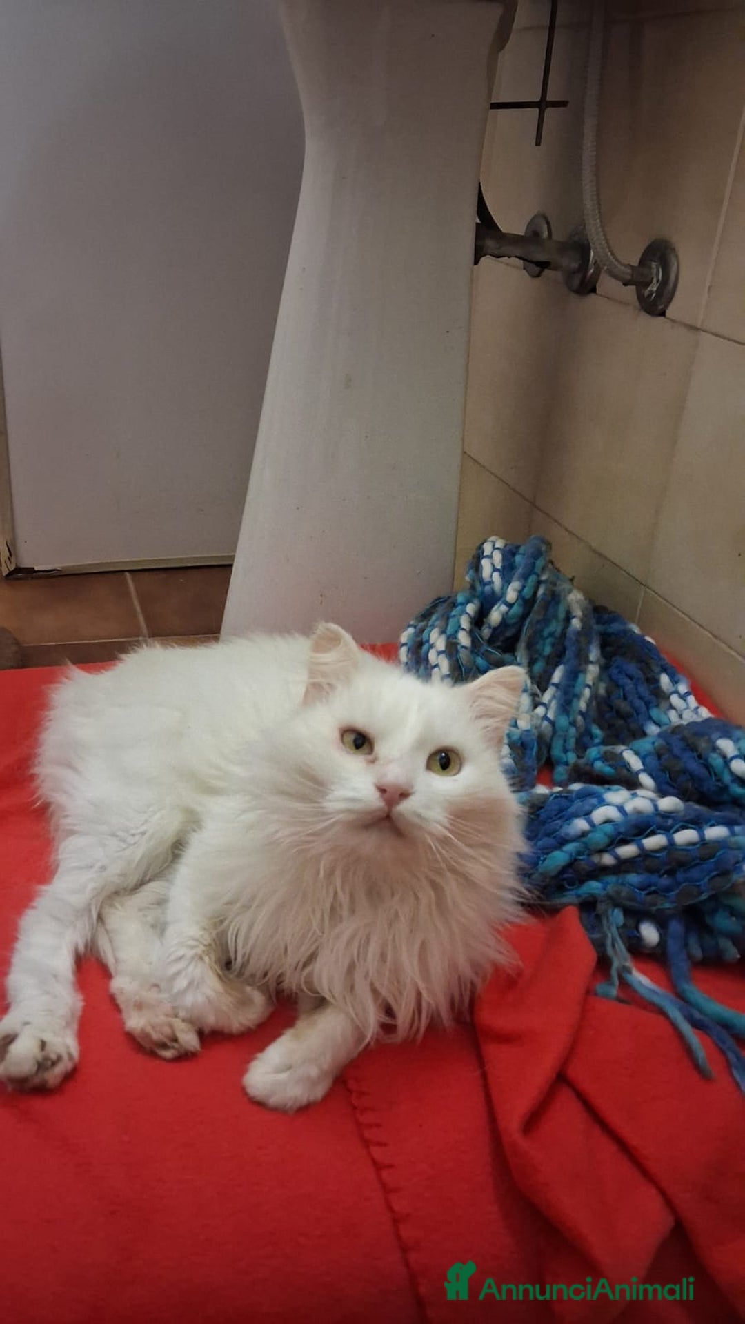 Meticcio gatti in regalo: GATTA E GATTINO SPECIALI - Annuncio 1