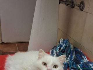 Meticcio gatti GATTA E GATTINO SPECIALI - Annuncio 1