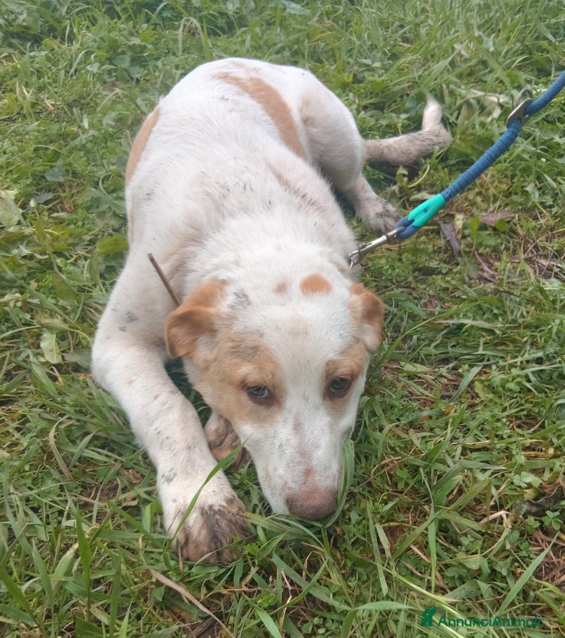 Meticcio cani UNA MAMMA PER MOOCKIE - Annuncio 33