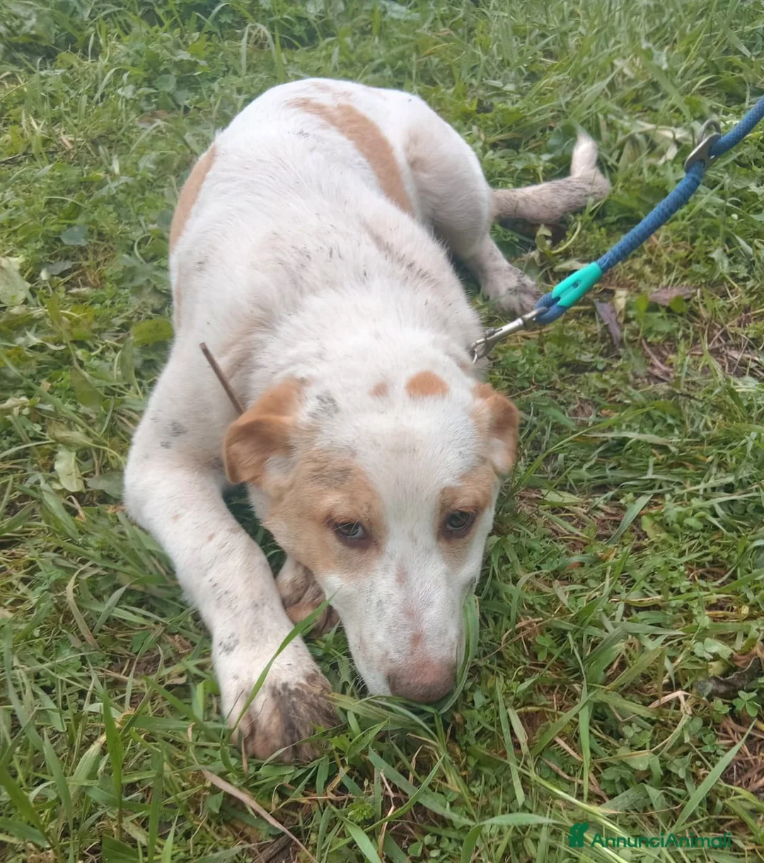 Meticcio cani in regalo: UNA MAMMA PER MOOCKIE - Annuncio 1