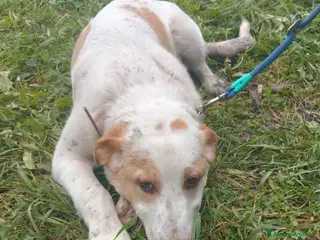 Meticcio cani UNA MAMMA PER MOOCKIE - Annuncio 33