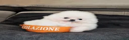 Spitz cani in vendita: Spitz tedesco NANO ( POMERANIA  ) a Provincia di Monza e della Brianza - Annuncio 22