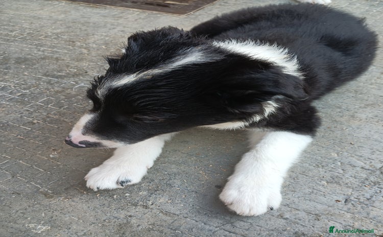 Border Collie cani a Provincia di Cuneo - Annuncio 4