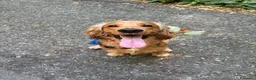 Cocker cani per accoppiamento: Cerco Cocker Spaniel Femmina per accoppiamento  a Città Metropolitana di Torino - Annuncio 2