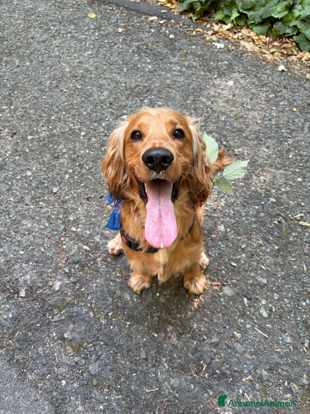 Cocker cani per accoppiamento: Cerco Cocker Spaniel Femmina per accoppiamento  a Città Metropolitana di Torino - Annuncio 2