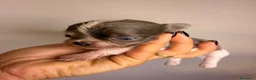 Chihuahua cani in vendita: Cucciolo chihuahua a Pelo lungo  - Annuncio 3