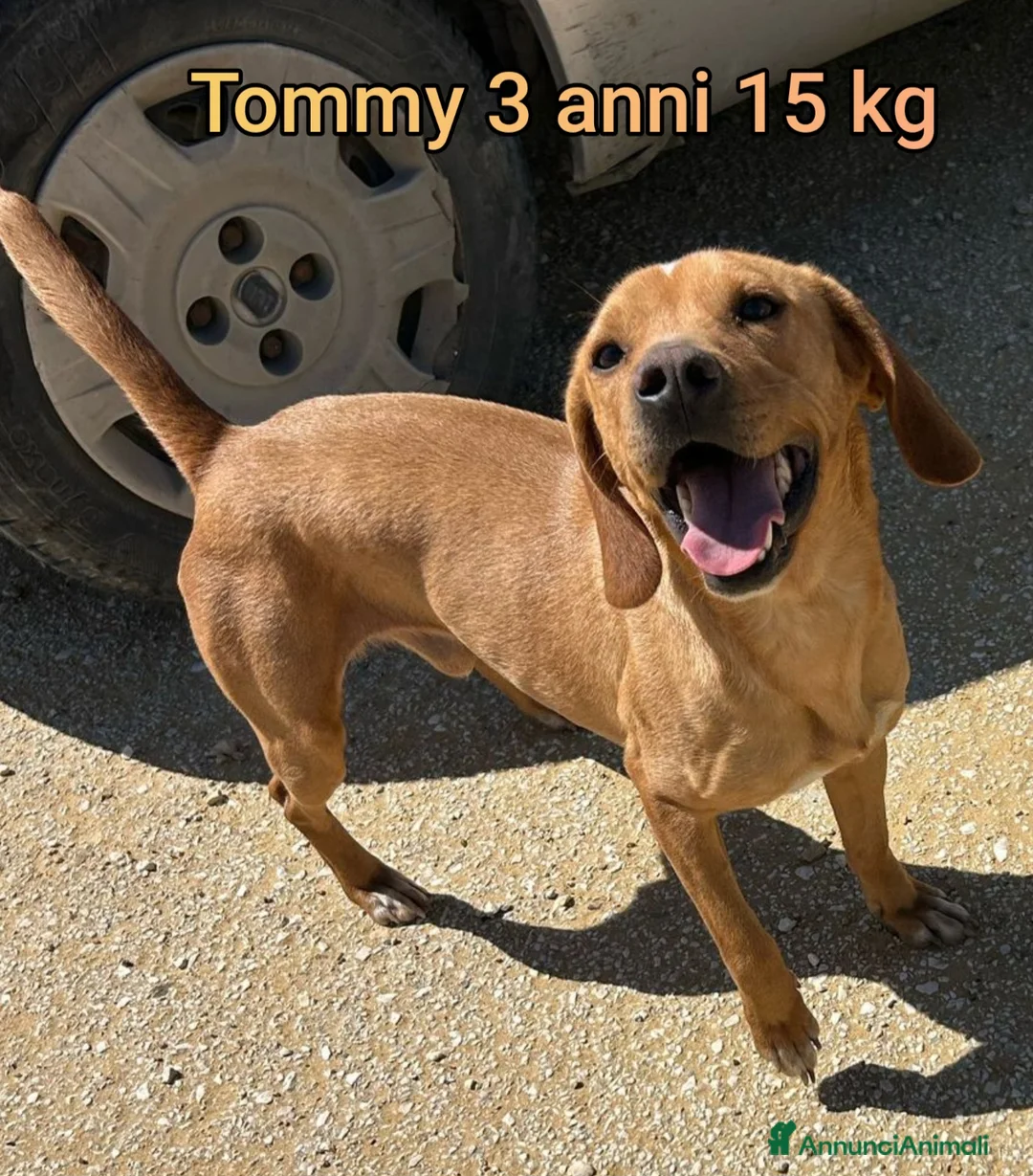 Meticcio cani in regalo: CANI TAGLIA PICCOLA E MEDIOPICCOLA  - Annuncio 8