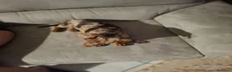 Bassotto cani in vendita: Bassotto Arlecchino a Città Metropolitana di Torino - Annuncio 2