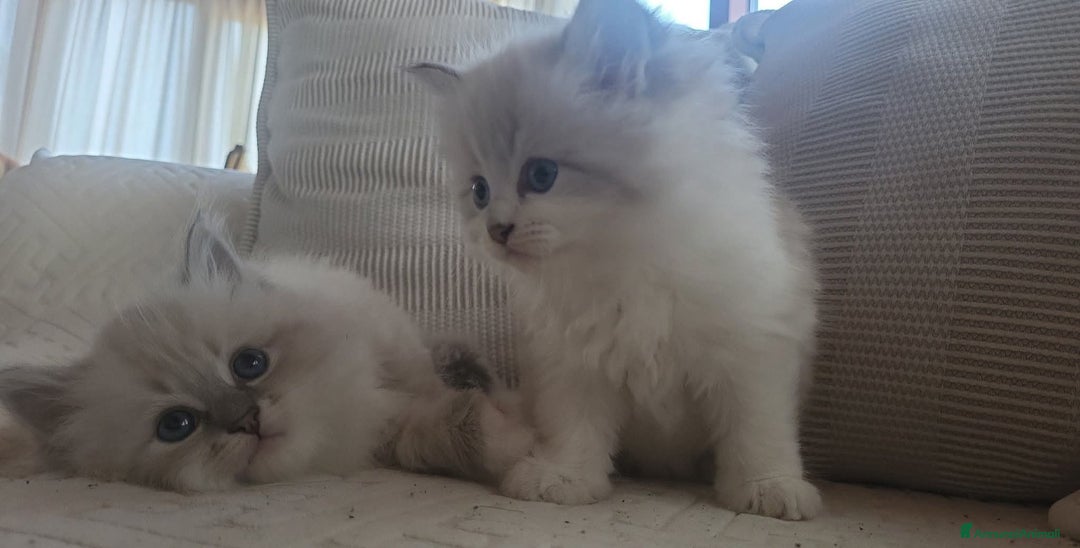 Siberiano gatti in vendita: SIBERIANI GATTINI IPOALLERGENICI  a Provincia di Brescia - Immagine 17