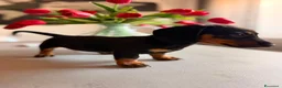 Bassotto cani in vendita: 2 Bassotti .uno arlecchino,e nero focato a Città metropolitana di Roma Capitale - Annuncio 3