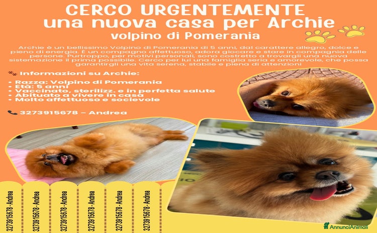 Spitz cani a Città metropolitana di Roma Capitale - Annuncio 1