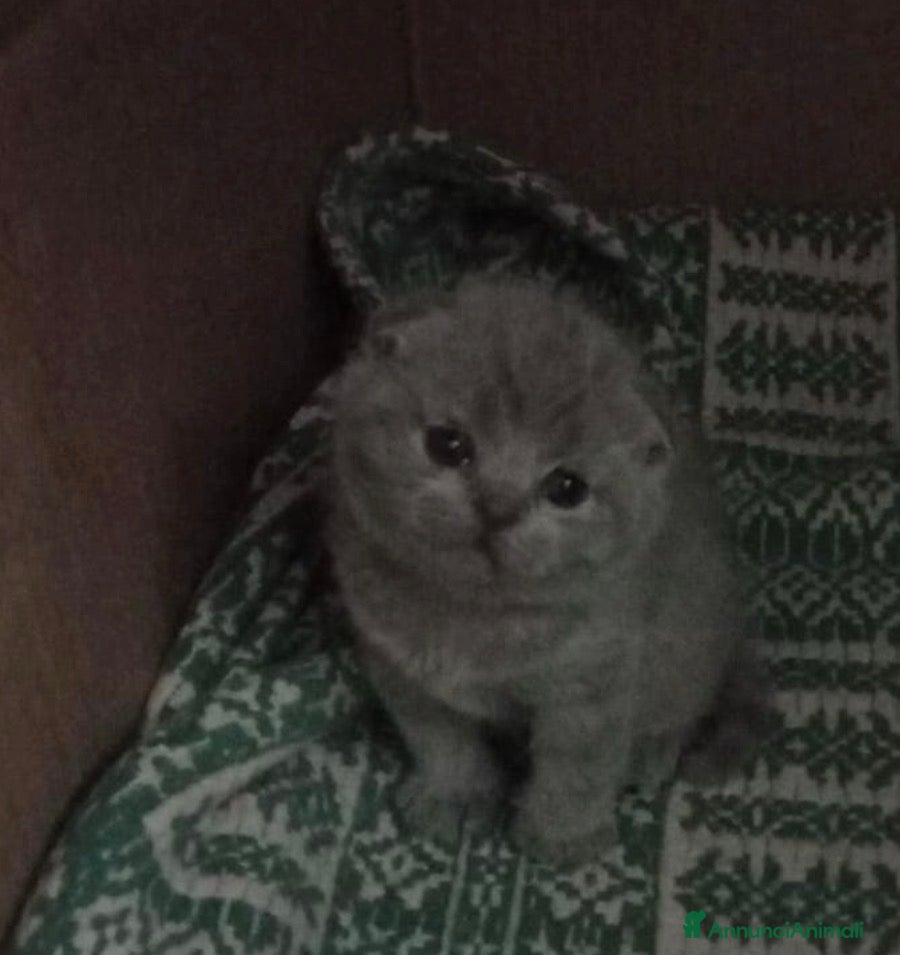 British gatti Scottish fold sthrait  - Annuncio 5