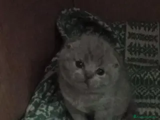 British gatti Scottish fold sthrait - Annuncio 5