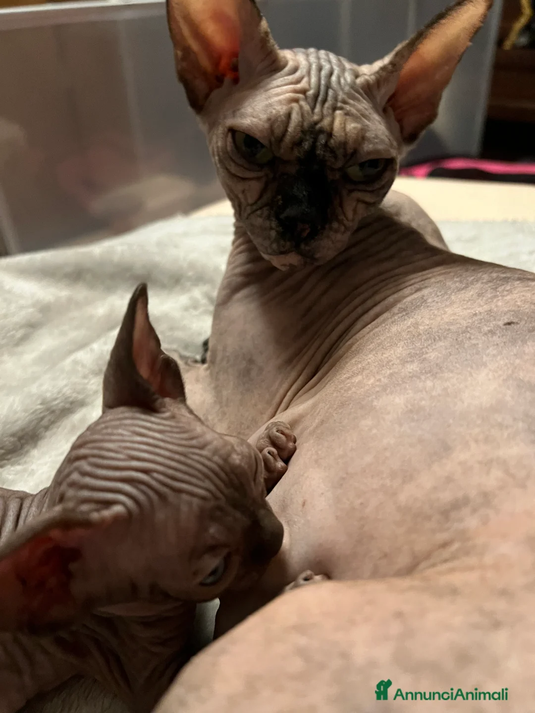 Sphynx gatti in vendita: Sphynx  a Città metropolitana di Roma Capitale - Annuncio 1