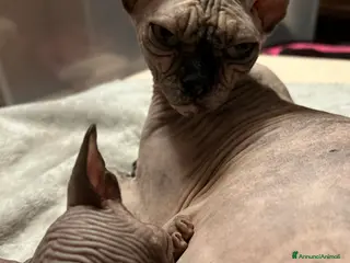 Sphynx gatti Sphynx a Città metropolitana di Roma Capitale - Annuncio 19