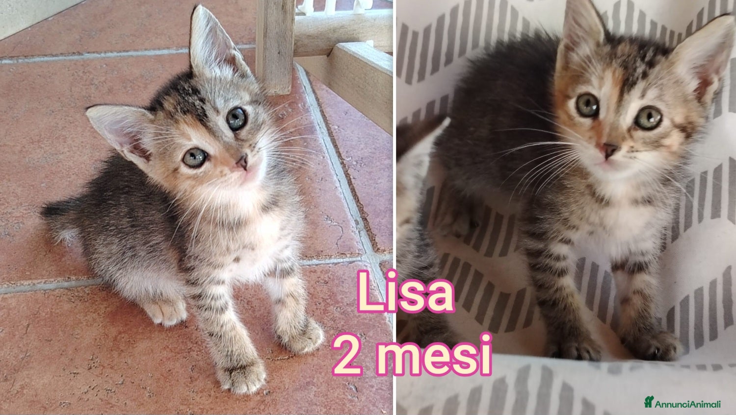 Meticcio gatti in regalo: TANTI MICINI SOLI! a Provincia di Vicenza - Annuncio 6
