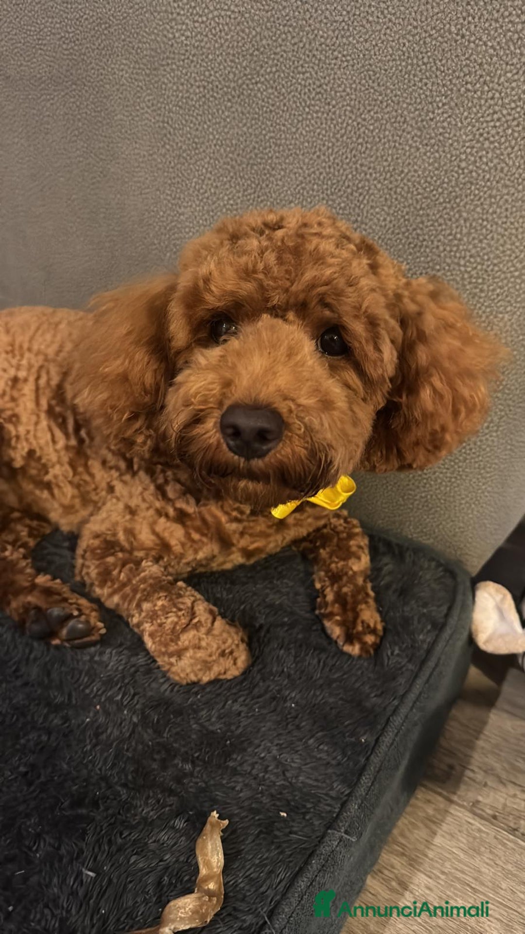 Barbone cani per accoppiamento: Barbone MEDIO cerca compagna a Provincia di Vicenza - Annuncio 3