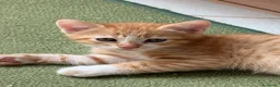 Meticcio gatti in regalo: Regalo Gattini - Annuncio 3