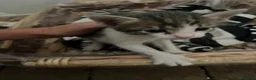 Meticcio gatti in regalo: Regalo 3 gattini zono Sciacca / Ribera - Annuncio 3