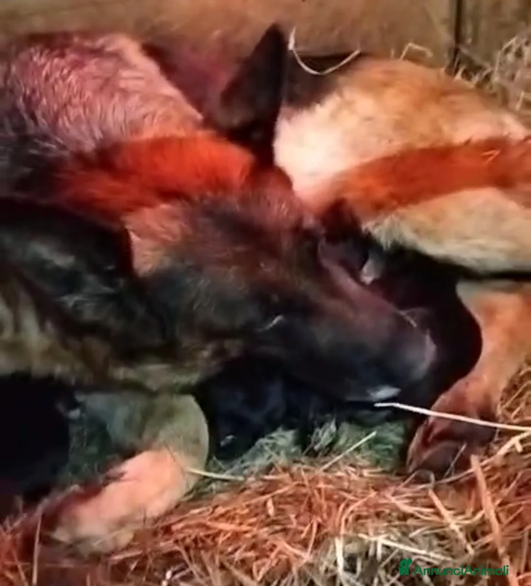 Pastore Tedesco cani in vendita: cuccioli pastore tedesco - Annuncio 2