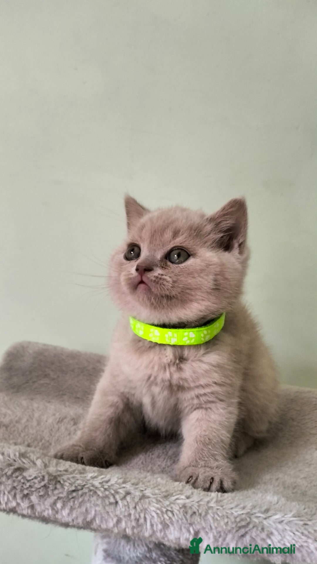 British gatti in vendita: Cuccioli British/Scottish  - Annuncio 7