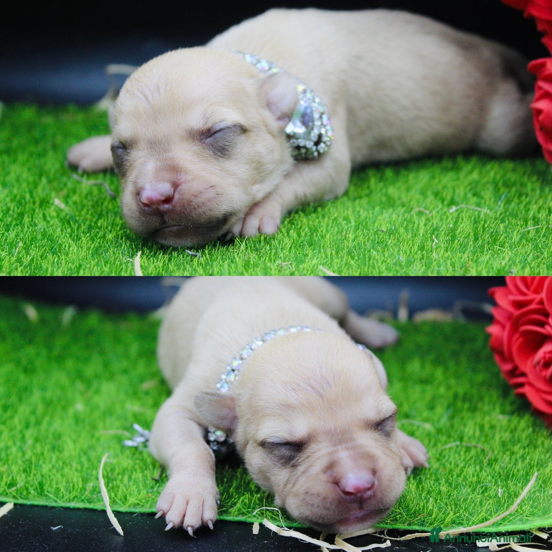 Pitbull cani in vendita: Cuccioli Pitbull con pedigree  - Annuncio 5