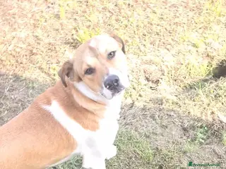 Meticcio cani Cucciolo di taglia media microchip anni 1 - Annuncio 1