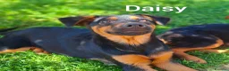 Meticcio cani in regalo: 8 CUCCIOLI CERCANO AMORE! Tg media, dolcissimi! - Annuncio 6