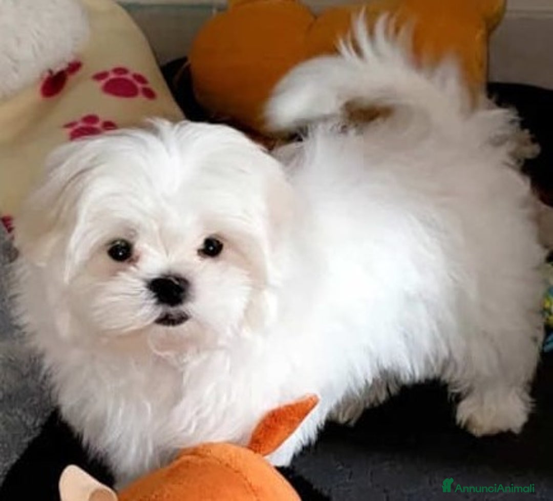 Immagine della galleria {{count}}