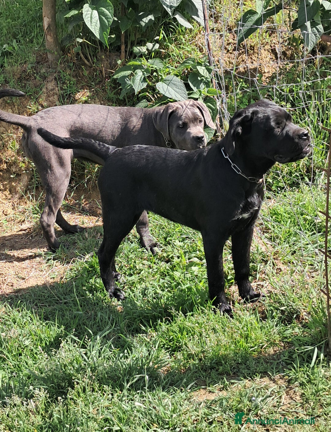 Cane Corso cani in vendita: cuccioli di cane corso  - Annuncio 12