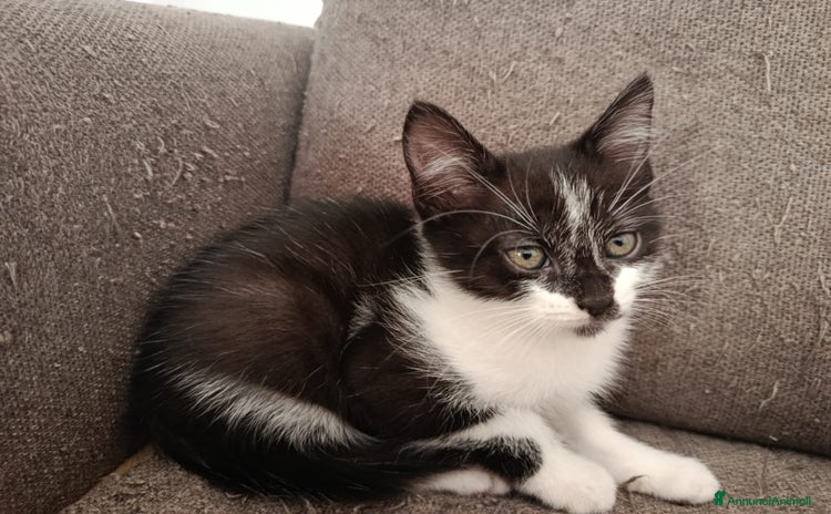 Altre razze gatti Gattino bicolore cerca casa  - Annuncio 11