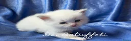 Siberiano gatti in vendita: Cuccioli Gatto Siberiano AFSI WCF, Alta genealogia - Annuncio 13