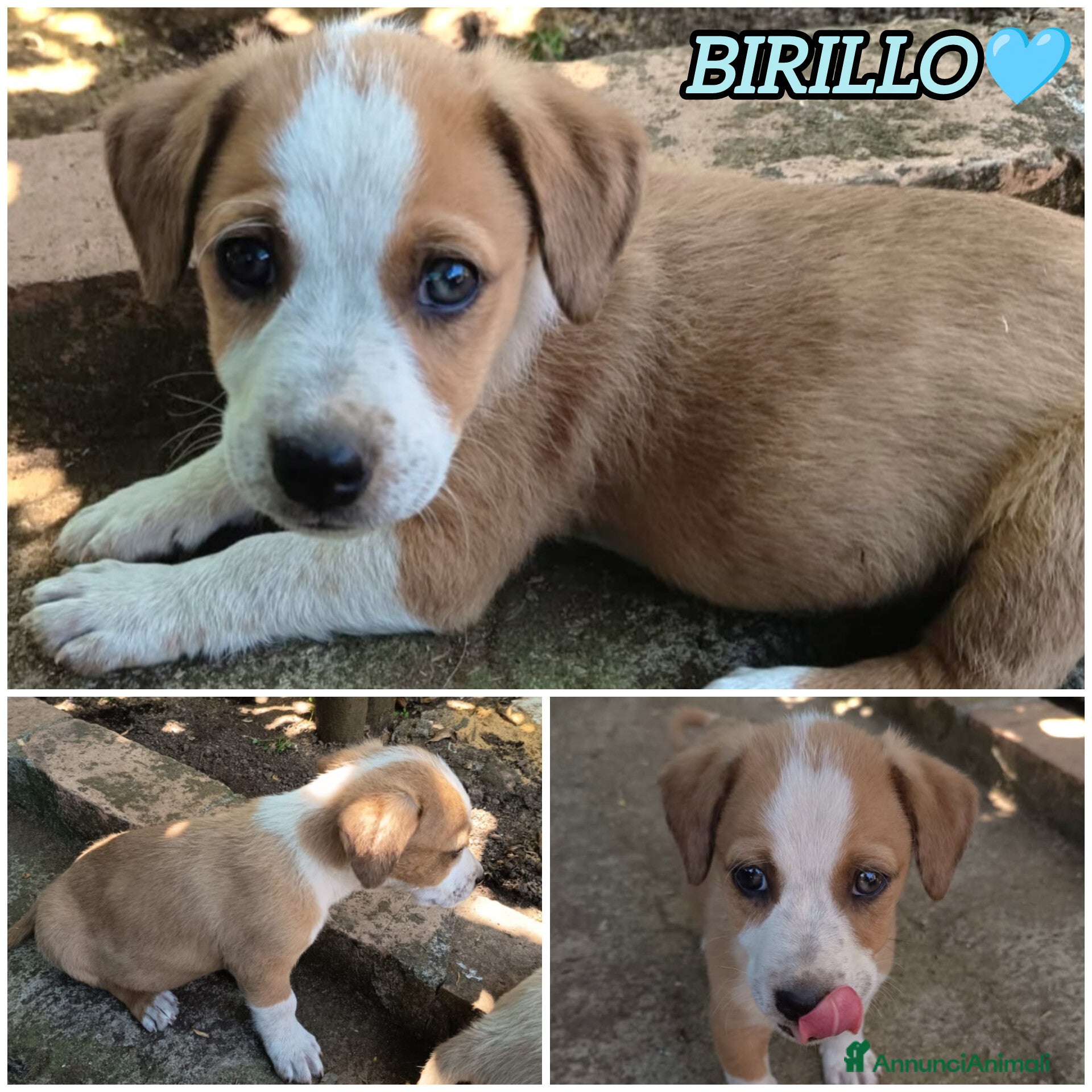 Meticcio cani in regalo: UNA MAMMA PER BIRILLO - Annuncio 2