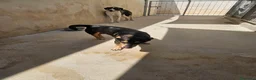 Pinscher Tedesco cani in regalo: Morris: nonnino pinscherino socievole. - Annuncio 5