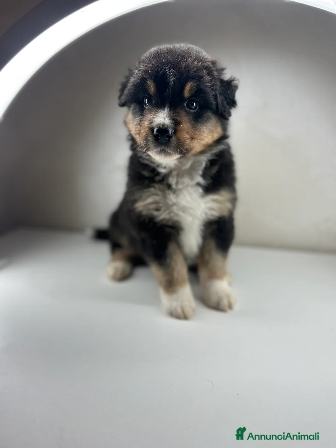 Australian Shepherd cani in vendita: Cucciolo pastore australiano  a Provincia di Padova - Annuncio 14