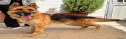 Pastore Tedesco cani in regalo: RAMOS PASTORE TEDESCO - Annuncio 1