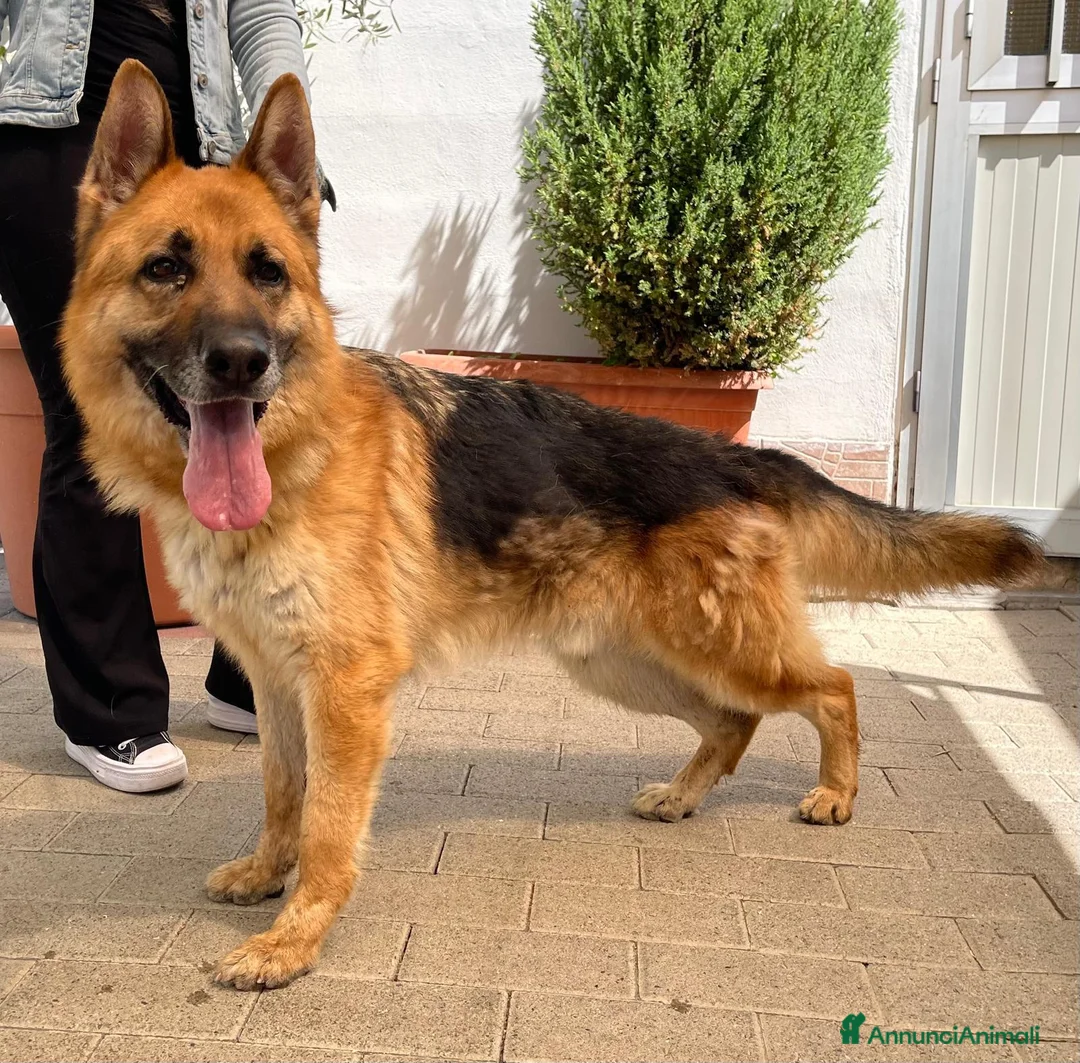 Pastore Tedesco cani in regalo: RAMOS PASTORE TEDESCO - Annuncio 1