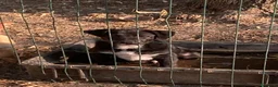 Meticcio cani in regalo: Regalo cucciolo cane nero  a Provincia di Modena - Annuncio 9