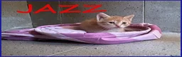 Meticcio gatti in regalo: JAZZ, MICETTO ROSSO TENERISSIMO CERCA UNA MAMMA UM - Annuncio 1