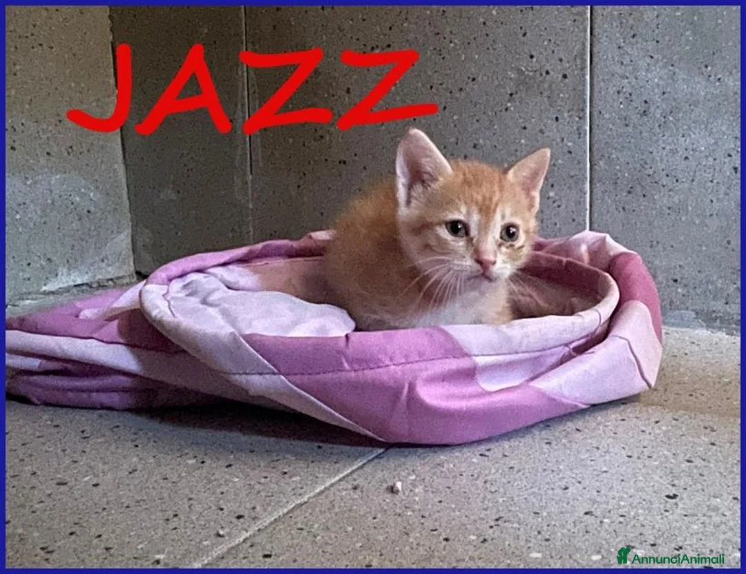 Meticcio gatti in regalo: JAZZ, MICETTO ROSSO TENERISSIMO CERCA UNA MAMMA UM - Annuncio 1