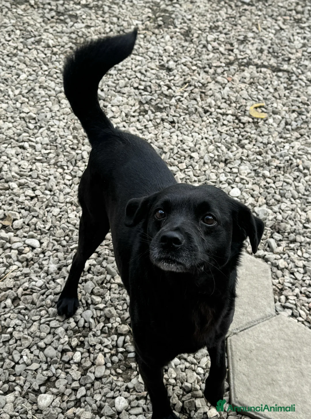 Meticcio cani in regalo: Denver 3 anni Taglia piccola  - Annuncio 3