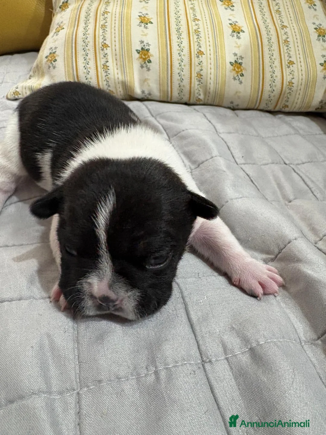 Bulldog Francese cani in vendita: 2 cuccioli di bulldog francese  - Annuncio 2