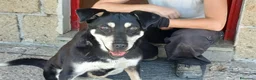 Meticcio cani in regalo: DOLLY, LA LUCE OLTRE IL BUIO..ADOZIONE DEL CUORE - Annuncio 2