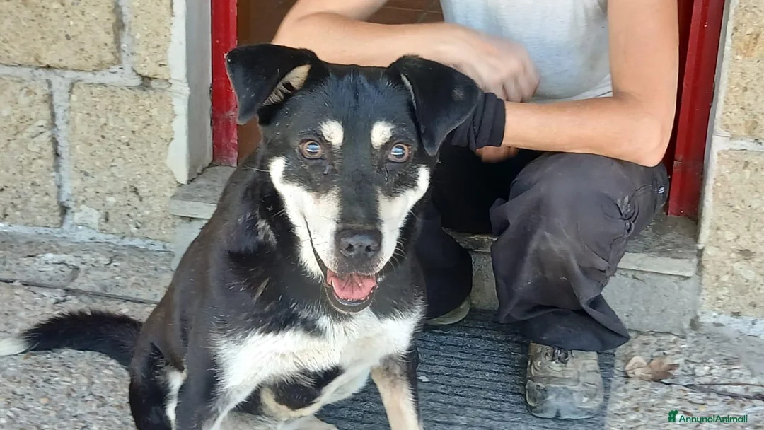 Meticcio cani in regalo: DOLLY, LA LUCE OLTRE IL BUIO..ADOZIONE DEL CUORE - Annuncio 2