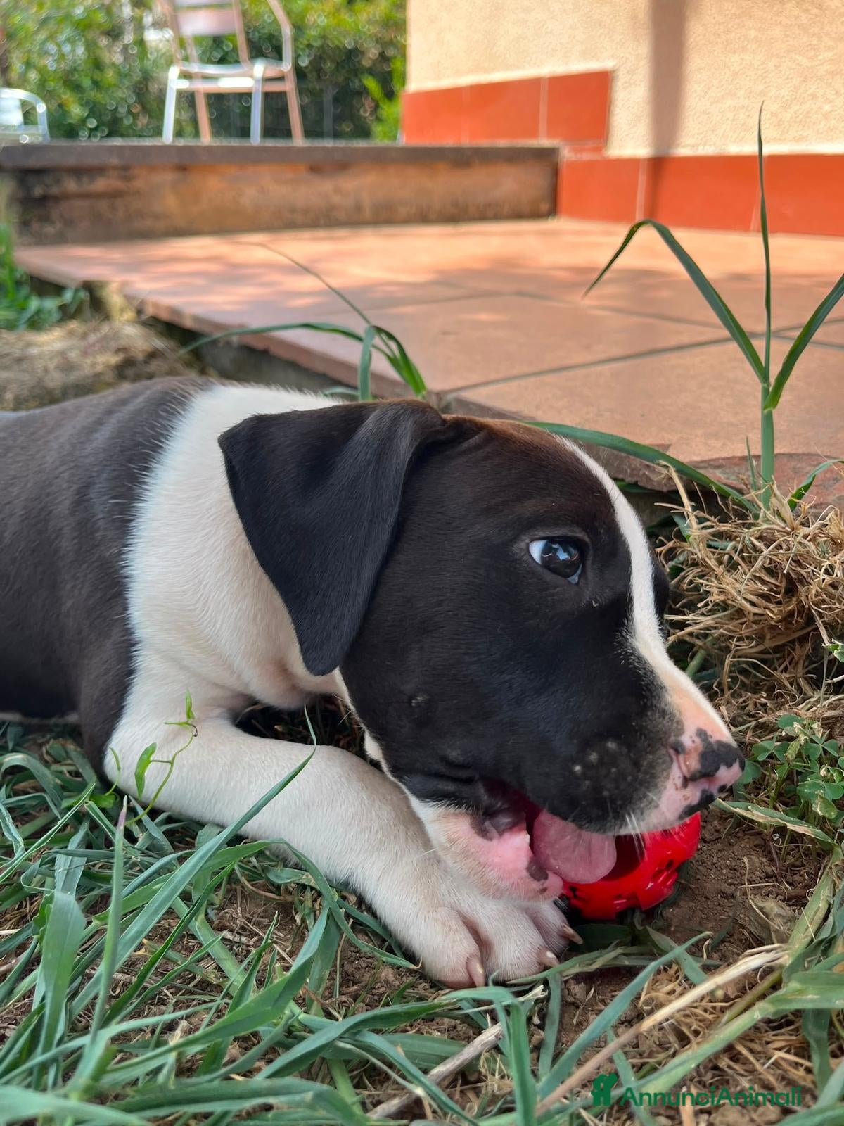 American Staffordshire cani American Staffordshire Terrier  - Annuncio 27