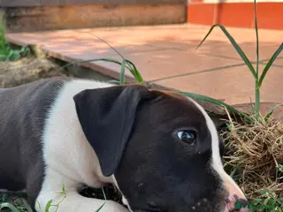 American Staffordshire cani American Staffordshire Terrier - Annuncio 27