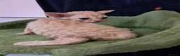 Devon Rex gatti in vendita: Devon rex red mackerel tigree  - Annuncio 5