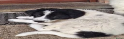 Meticcio cani in vendita: 🐶 Cucciola femmina bianca con macchie nere - Annuncio 5