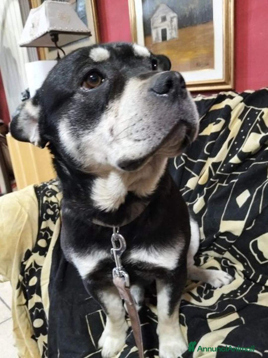 Meticcio cani in regalo: CICCIO tanto bravo a Città metropolitana di Milano - Annuncio 2