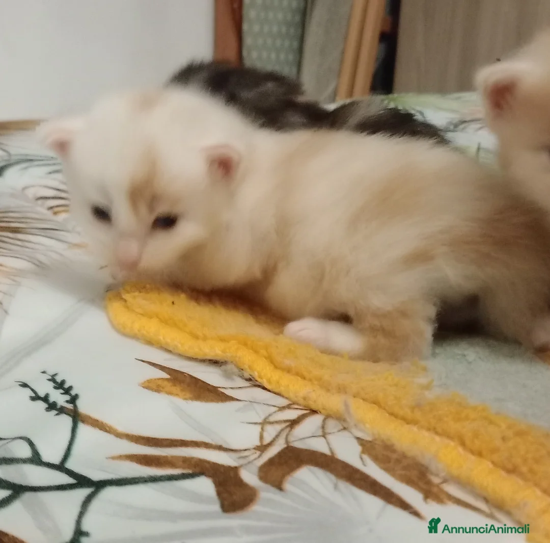 Maine Coon gatti in vendita: Maine coon cuccioli  - Annuncio 8